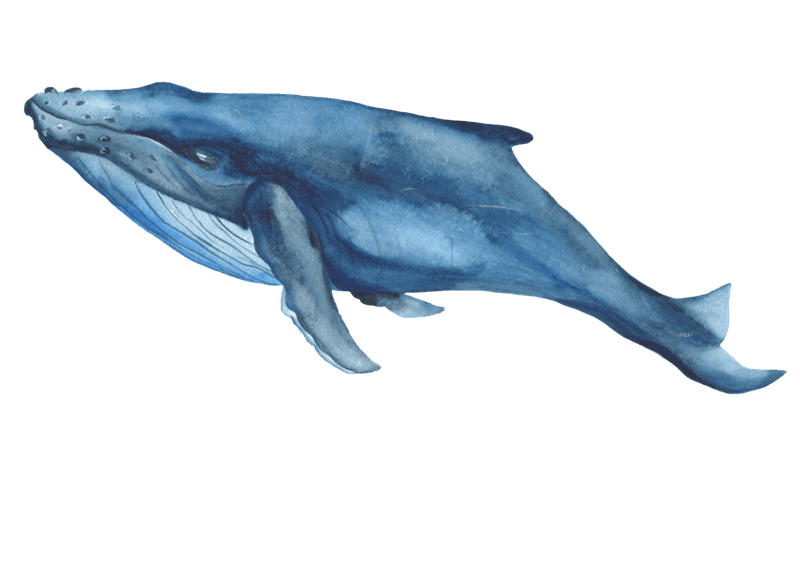 Ilustración ballena